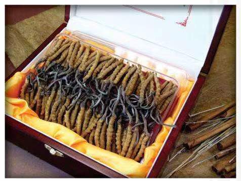 突泉冬虫夏草回收